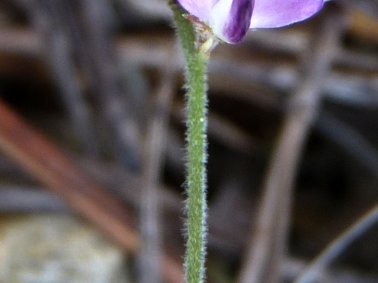 {Lespedeza procumbens}